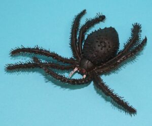 CREEPY CRAWLIES RUBBER JIGGLER TOY SPIDER 1960s HONG KONG UGLIES
