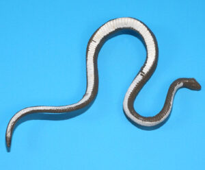 WWF ORIGINAL SPARE PART SERIES 1 JAKE THE SNAKE ROBERTS DAMIEN 1990 HASBRO